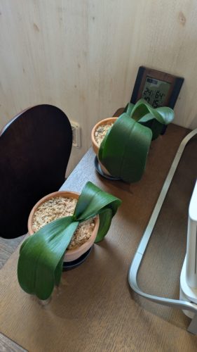 胡蝶蘭の「株分け」から学ぶ　不動産売却は”資産の植え替え”である